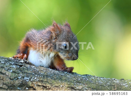 リス 野生 かわいい エゾリス 可愛いの写真素材