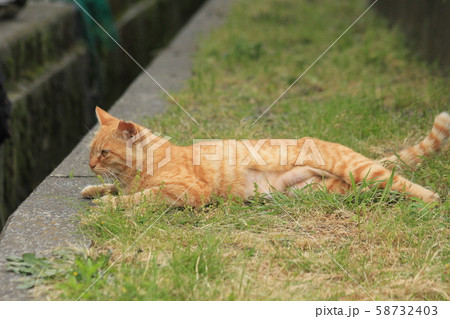 猫 動物 横写真 左向きの写真素材 - PIXTA