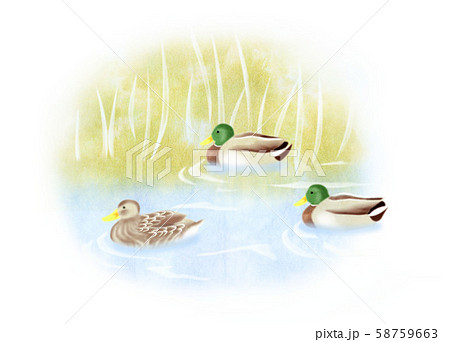 鴨のイラスト素材 鴨のイラスト素材