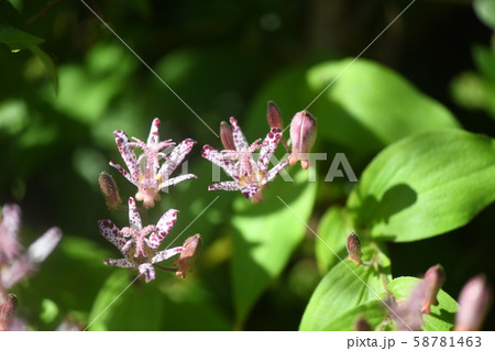 タイワンホトトギス 蕾 紫色の花 秋の写真素材