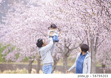 親子 桜 ソメイヨシノ 高い高いの写真素材