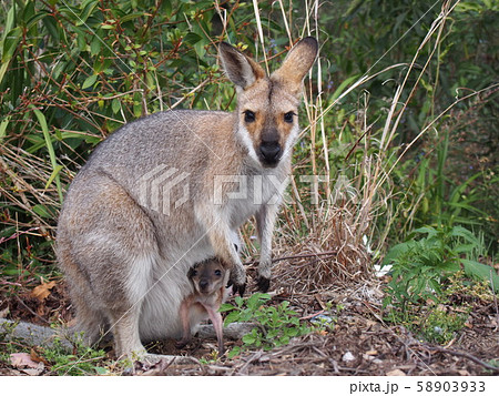 かわいい カンガルー 動物 警戒の写真素材 かわいい カンガルー 動物 警戒の写真素材