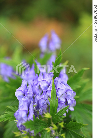 トリカブト 野草 紫色の花 毒の写真素材