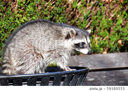 ゴミ箱の上にいるアライグマ バンクーバー ブリティッシュコロンビア州 カナダの写真素材