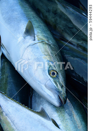 フクラギの写真素材 フクラギの写真素材