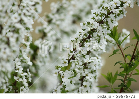 雪柳 白 コゴメバナ 白い花 小さい花 木 バラ科 小花の写真素材