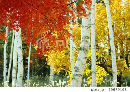 白樺 葉 植物 紅葉の写真素材