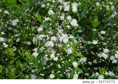 銀梅花 ギンバイカ 花言葉は 気品ある美しさ の写真素材