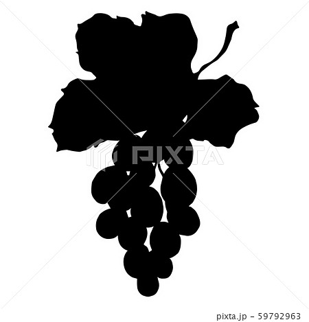 ぶどう 葡萄 ブドウ シルエットの写真素材