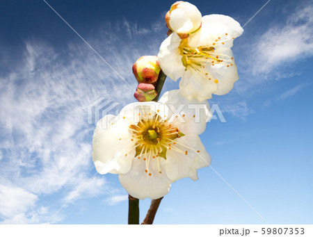 ベスト50 花 言葉 守る すべての美しい花の画像