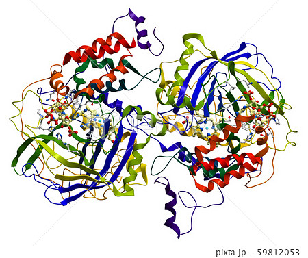 酵素 抗酸化 分子 酸素の写真素材