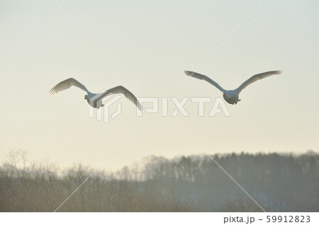 鳥 空 飛ぶ 正面の写真素材