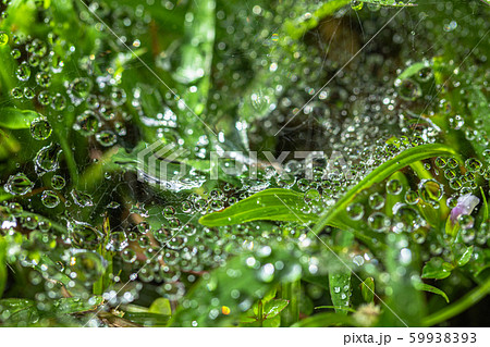 虫 蜘蛛 くも 透明の写真素材