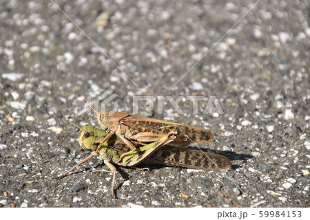 昆虫 バッタ 2匹のバッタ 夏 二匹の写真素材 - PIXTA