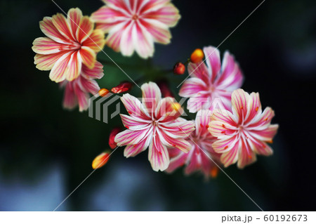 イワハナビ 植物 花の写真素材