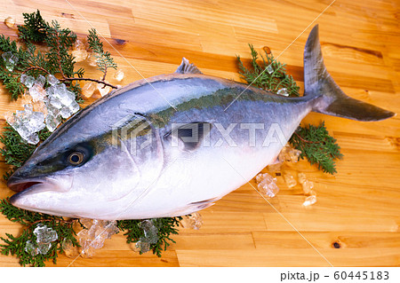 メジロ 魚 食べ物 和食の写真素材