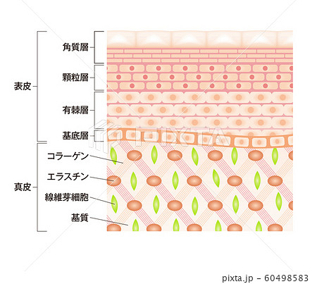 肌図 断面図 のイラスト素材