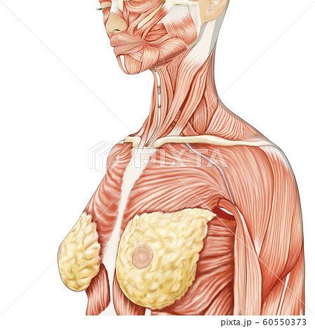 胸部のイラスト素材