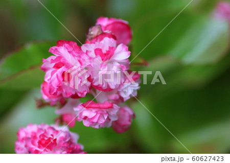 花 宿根草 ベゴニア 植物 多年草 四季咲きベゴニアの写真素材