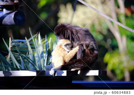シロテテナガザル 動物園 可愛い 猿の写真素材