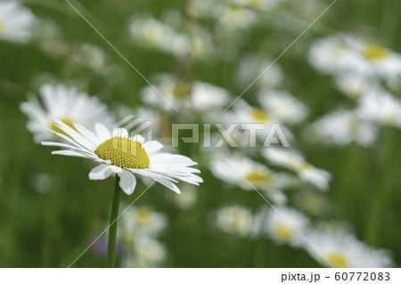 デイジーの花の写真素材