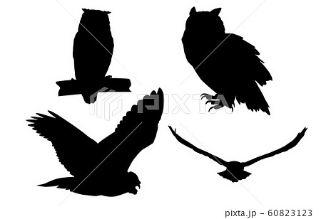 フクロウ 野鳥 野生動物 鳥類のイラスト素材