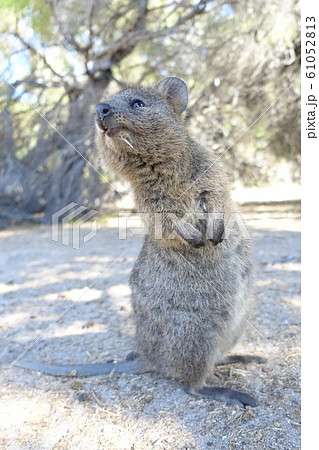 世界一幸せな動物の写真素材