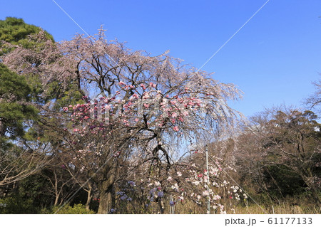 桜 春 花 枝垂れ桃の写真素材 - PIXTA