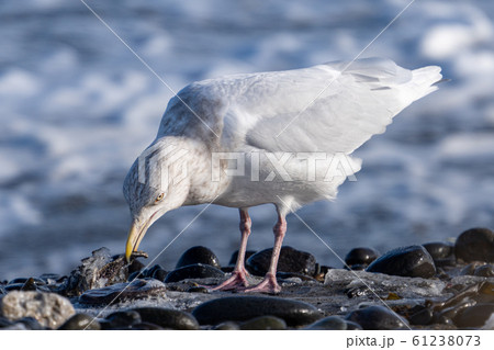 ヒトデ 海鳥 鳥 カモメの写真素材