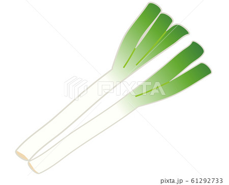 長ネギ かわいいのイラスト素材