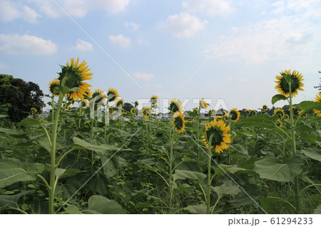 背中後ろ姿 ひまわりの写真素材