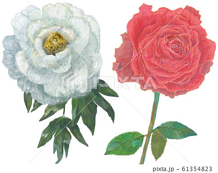 花 牡丹 薔薇 リアルタッチのイラスト素材 - PIXTA