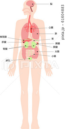 人体・内臓イメージ