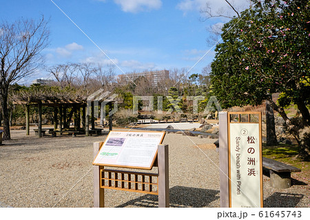 万博記念公園日本庭園の松の写真素材