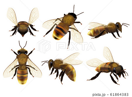 スズメバチのイラスト素材