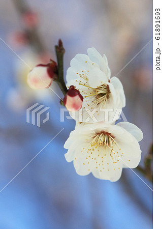 海棠 白 花 植物の写真素材