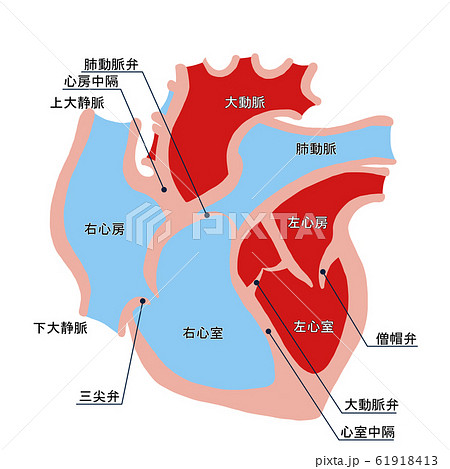 右心房のイラスト素材