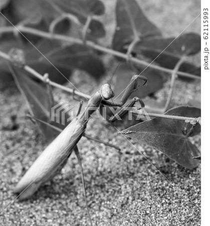 昆虫 虫 モノクロ カマキリの写真素材