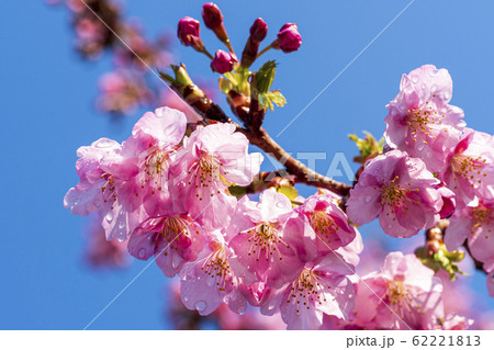 川津 花の写真素材