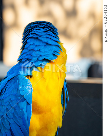 縦位置 オウム 鳥 鳥類の写真素材