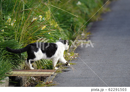 動物 猫 歩く 後ろ姿の写真素材