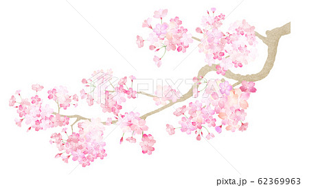 手描き 手書き 桜 お祝いのイラスト素材