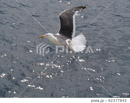 飛んでる鳥の写真素材