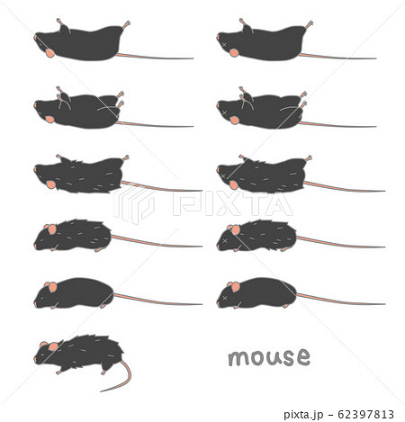 実験用マウスのイラスト素材