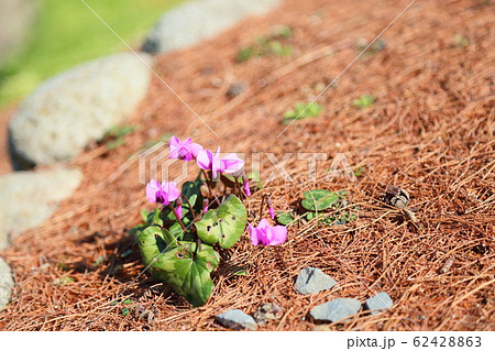 篝火花の写真素材