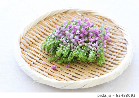 シソ 花穂 紫蘇 花の写真素材