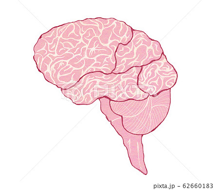 脳 断面 断面図 構造のイラスト素材