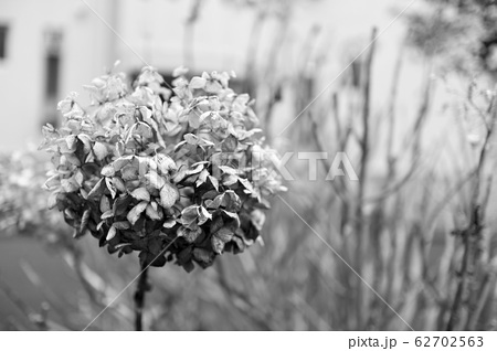 枯れてる花の写真素材