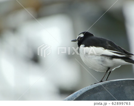 屋根 小鳥 鳥 白黒の写真素材
