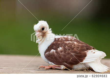 自由 象徴の写真素材